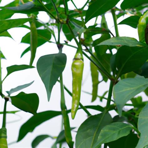 辣椒要怎麼種|辣椒種植大全：頂級品種、栽培秘訣與照護指南